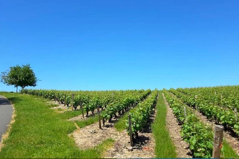 Gite Au Bord Du Cher "La Mesange Verte" Savonnières Exterior foto